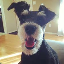 Looks Like Tramp From Lady And The Tramp Maybe That S Where My Love Of Schnauzers Began Happy Dogs I Love Dogs Cute Animals