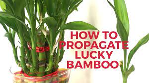 How To Grow Lucky Bamboo From Cuttings How To Propagate Lucky Bamboo Lucky Bamboo Plants Lucky Bamboo Bamboo Planter