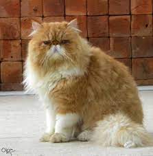 Olga Fotografia Beautiful Cats I Love Cats Kittens Cutest