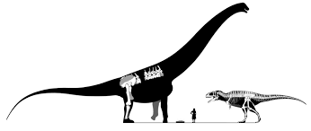 It was first reported in 2013 and has been studied several times. Argentinosaurus Vs Mapusaurus Rip Mapu Dinosaur Home Decor Decals Ancient