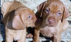 Search our free pudelpointer breeders directory, the largest breeder directory in the united states and canada. Against The Wind Gun Dogs Dedicated To Producing Great Gun Dogs Vizslas And Pudelpointers