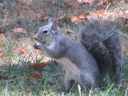 Can i own a squirrel? Lake County News California The Living Landscape Going Squirrelly California Gray And Ground Squirrels