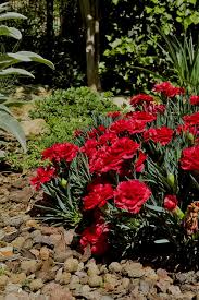 Image result for Dianthus