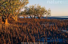 Image result for Avicennia marina