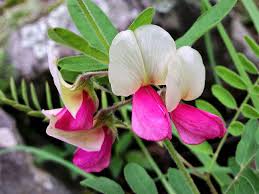 Image result for Tephrosia paniculata