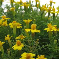 Image result for tagetes)