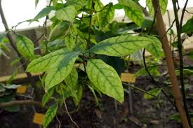 Image result for Dorstenia psilurus