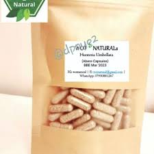 Image result for Hunteria umbellata