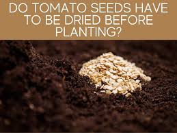 That means that its seeds will breed true to type. Do Tomato Seeds Need To Be Dried Before Planting Greenhouse Today