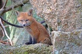 File Baby Fox Unsplash Jpg Wikimedia Commons