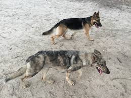 Maybe you would like to learn more about one of these? Dutch Shepherd Or Coyote Dutch Shepherd Forum