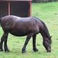 Horse Grooming