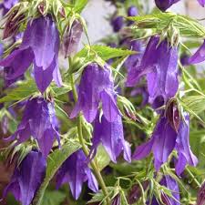 Campanula Kent Belle Dorset Perennials