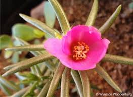 Image result for Portulaca centrali-africana