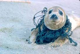 Mass Species Extinction Seal Stuck With Net Animaux Rechauffement Climatique Environnement