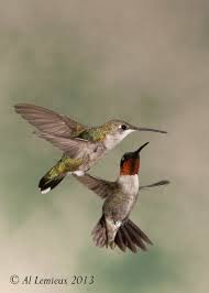 If you live east of the mississippi, you've probably seen one … or many. Ruby Throated Hummingbird Page 2 Ruby Throated Hummingbird Hummingbird Bird Pictures