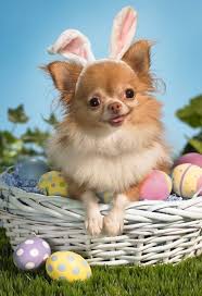 Happy Easter 9 Dogs Having Their Own Easter Egg Hunts Videos Dogtime In 2020 Chihuahua Dogs Pets Chihuahua Dogs Animals