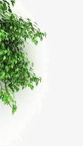 جدران بيضاء و العشب الاخضر green green grass grass