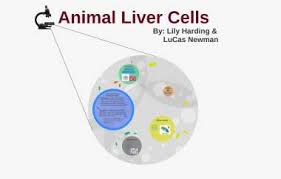 Create healthcare diagrams like this example called liver cells in minutes with smartdraw. Animal Liver Cells By Lillian Harding