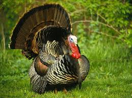 You can also upload and share your favorite turkey wallpapers. Turkey Wallpaper 1024x768 46751