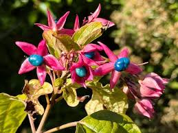 Image result for Clerodendrum melanocrater
