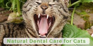 This leads to plaque and tartare. Cat Teeth Cleaning Cat Dental Care And How To Brush Your Cat S Teeth Raising Your Pets Naturally With Tonya Wilhelm