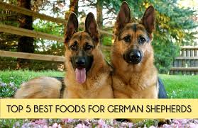 top 5 best dog foods for german shepherds