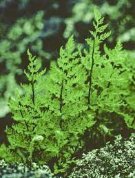 Image result for Cheilanthes involuta