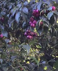 Lsu purple is a medium size fig with purple to burgundy skin and light red flesh. Tree In La With Purple Fruit A Bit Bigger Than A Cranberry Whatsthisplant
