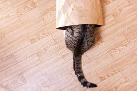 Cat Tail Wagging The Meaning Of Your Cat S Different Tail Wags Catster In 2020 Cat Behavior Cats Cat Tail