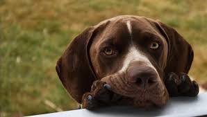 Et merci pour cette jolie bannière. L Espion Aux Poils De Velours In Contest Best Tof 2016 Argine Concours Wipplay Com