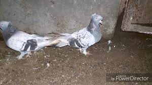 Mardin Guvercinleri Part 4 Satilik Guvercinler Youtube
