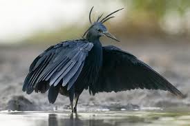 Its bounding, erratic flight and angular wings make it unmistakable except in the southwest and in florida, where two other types of nighthawks occur. I Hope I See The Black Heron In The Okavango Botswana Nighttime Daytime Animals Beautiful Birds Heron
