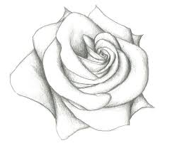 17 Drawings Of Roses Pencil Drawings Of Flowers Flower Drawing Tumblr Flower Sketch Pencil
