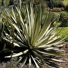 Check spelling or type a new query. Agave Sisalana Forma Medio Picta At San Marcos Growers