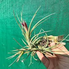 Image result for Albertisia exelliana