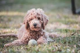 If the breeder's dogs are registered, you can ask for the papers and use them as a starting point for the registration process. Can You Register A Goldendoodle Goldendoodle Advice