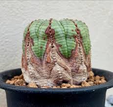 Image result for Euphorbia davyi