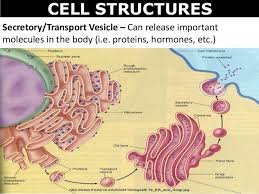 In cell biology, a vesicle is a structure within or outside a cell, consisting of liquid or cytoplasm enclosed by a lipid bilayer. 01 Cell Structures