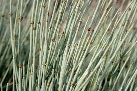 Image result for Faurea intermedia