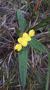 Image result for Eriosema