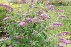 This is the first series of groundcover butterfly bush! Butterfly Bush Tree Buddleia Planting Care And Pruning Plantopedia