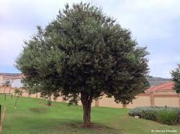 Image result for Buddleja saligna