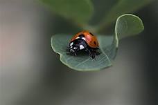 Think Green Thursday: Insects