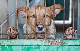 Vogelwet, jachtwet, nuttige dierenwet, wet. Nieuwe Dierenwet In Deelstaat Galicie Leidt Tot Meer Op Straat Gezette Honden Spanjevandaag