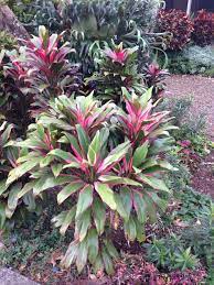 Cordyline Short St Buderim Plants Buderim