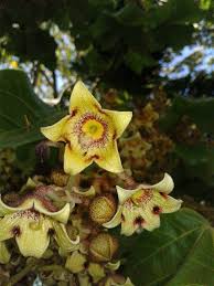 Image result for Sterculia subviolacea