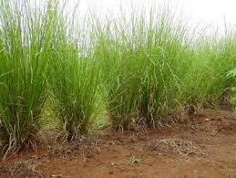 Khus Vetiver Plant Image