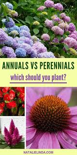 The Important Differences Between Annuals Vs Perennials Learn Why You Should Plant Both In Your Garden Natalie Linda Annuals Vs Perennials Flower Garden Layouts Perennials