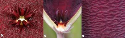 Image result for Stapelia getliffei